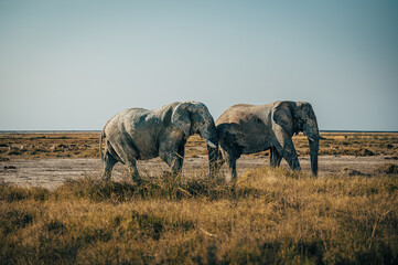 Zwei alte Elefantenbullen laufen über die Ebene der Trockensavanne im Etosha Nationalpark (Namibia)