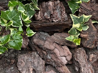 tree bark and leaves close-up