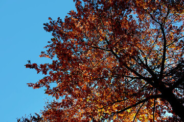 Blick nach oben in die Baumkronen im Wald Blätter in herbstlichen Farben rot orange vom Sonnenlicht durchflutet hellblauer Himmel im Hintergrund
