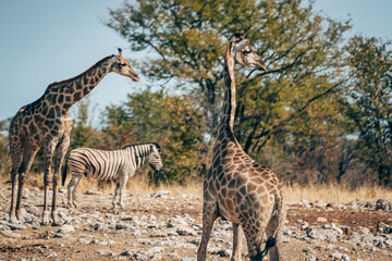 Zwei Giraffen im Buschland des Etosha-Nationalpark mit Zebra im Hintergrund (Namibia)