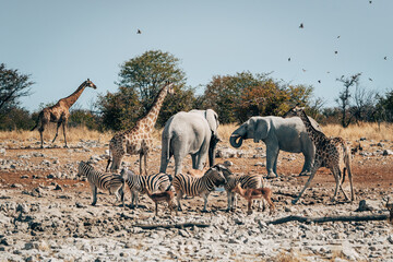 Szene an einem Wasserloch im Etosha Nationalpark mit trinkenden Giraffen, Elefanten, Zebras, Springböcken und Impalas (Namibia)