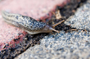 Nackschnecke Tigerschnecke 2