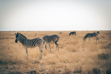 Fototapeta na wymiar Zebras (Steppenzebra, equus quagga) in der Abendsonne im Etosha Nationalpark (Namibia)