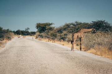 Fressende Giraffe und Springböcke an einer Straße im Etosha-Nationalpark (Namibia)