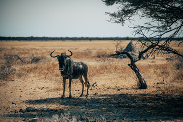 Einzelnes Streifengnu unter einem Baum in der Ebene des Etosha Nationalparks im Abendlicht (Namibia)