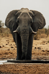 Fototapeta na wymiar Afrikanische Elefant im Etosha Nationalpark an einem Wasserloch (Namibia)