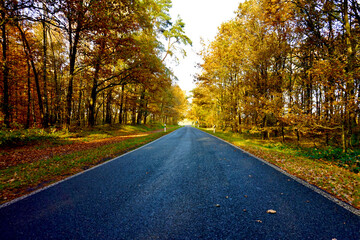 Obraz premium Herbstlicher Wald an einer Strasse perspektivisch diese mittig im Bild gesäumt von zahlreichen Bäumen noch viele Blätter daran rot gelb orange grün sonnendurchflutet 