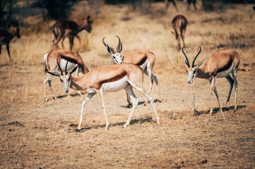 Springböcke (Antidorcasan) in der Morgensonne im Etosha Nationalpark (Namibia)