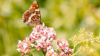 Macro of araschnia levana, map butterfly, near Bad Griesbach, Bavaria, Germany
