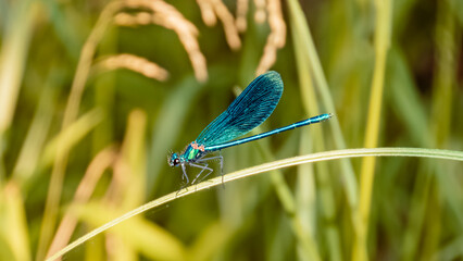 Macro of calopteryx splendens, banded demoiselle near Bad Griesbach, Bavaria, Germany