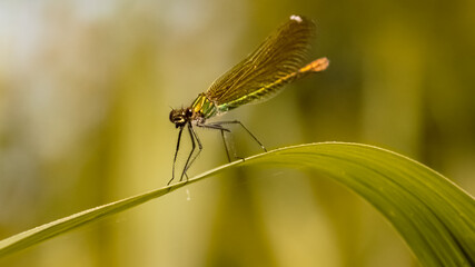 Macro of calopteryx splendens, banded demoiselle near Bad Griesbach, Bavaria, Germany