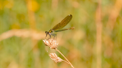 Macro of a calopteryx, broad-winged damselfly near Bad Griesbach, Bavaria, Germany