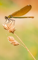 Macro of a calopteryx, broad-winged damselfly near Bad Griesbach, Bavaria, Germany