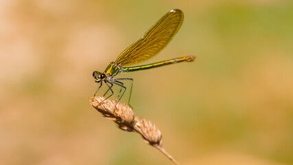 Macro of a calopteryx, broad-winged damselfly near Bad Griesbach, Bavaria, Germany