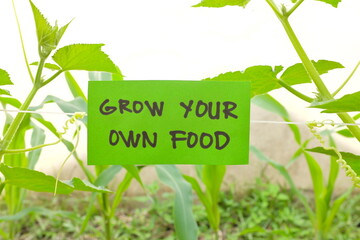 Grow your own food concept. Vegetable garden with green sign with written message and copy space.