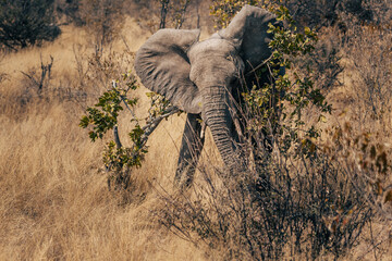 Elefanten frisst jungen Baum im Buschland des Etosha-Nationalparks (Namibia)
