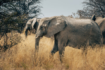 Fototapeta premium Zwei Elefanten-Kühe streifen durch das hohe Gras im Busch des Etosha-Nationalparks (Namibia)