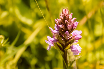 Dactylorhiza maculata, Moorland spotted orchid, at the famous Kitzbueheler Horn, Kitzbuehel, Tyrol, Austria
