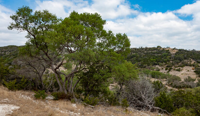 Mesquite tree in Texas Hill country on a ridge