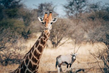 Portrait einer Giraffe im Etosha-Nationalpark mit Oryxantilope im Hintergrund (Namibia)