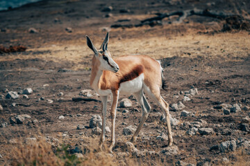 Springböcke (Antidorcasan) einem Wasserloch im Etosha Nationalpark (Namibia)