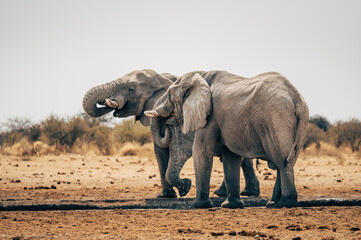 Zwei Afrikanische Elefanten im Etosha Nationalpark an einem Wasserloch (Namibia)