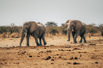Zwei Afrikanische Elefanten im Etosha Nationalpark auf dem Weg zum Wasserloch (Namibia)