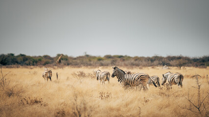 Fototapeta na wymiar Gruppe Zebras läuft über die Trockensavanne - ein Zebra bleibt stehen und schaut zum Betrachter (Etosha Nationalpark, Namibia)