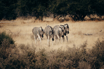 Gruppe Zebras läuft durch den Busch (Etosha Nationalpark, Namibia)