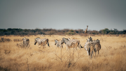 Gruppe Zebras läuft über die Trockensavanne mit Giraffe im Hintergrund (Etosha Nationalpark, Namibia)