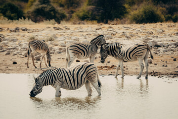 Fototapeta na wymiar Gruppe Zebras an einem Wasserloch im Etosha Nationalpark, Namibia