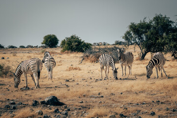Fototapeta na wymiar Gruppe Zebras in der Trockensavanne (Etosha Nationalpark, Namibia)