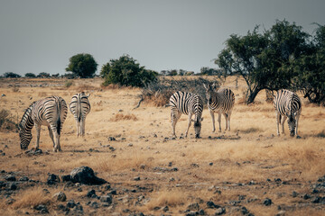 Fototapeta na wymiar Gruppe Zebras in der Trockensavanne (Etosha Nationalpark, Namibia)