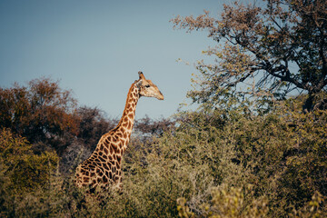 Giraffe streift durch das Buschland im Etosha-Nationalpark (Namibia)