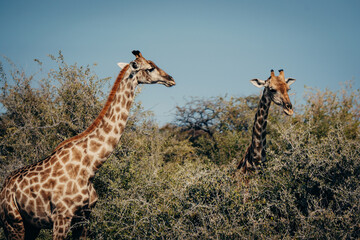 Zwei Giraffen fressen von Bäumen im Etosha-Nationalpark - nur die Hälse ragen aus dem Busch heraus (Namibia)