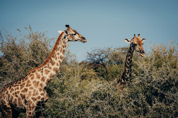 Zwei Giraffen fressen von Bäumen im Etosha-Nationalpark - nur die Hälse ragen aus dem Busch heraus (Namibia)