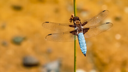 Macro of libellula depressa, broad-bodied chaser dragonfly, at the famous Astberg summit, Going, Wilder Kaiser, Tyrol, Austria