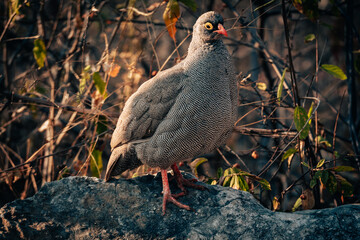 Porträt einer Rotschnabel-Frankoline (Francolinus adspersus) im Licht der aufgehenden Sonne (Etosha Nationalpark, Namibia)
