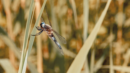 Macro of libellula fulva, blue chaser, near Bad Griesbach, Bavaria, Germany
