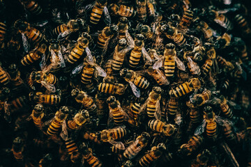 Close-Up - Schwarm wilder Honigbienen auf einem Ast (Caprivi, Namibia)