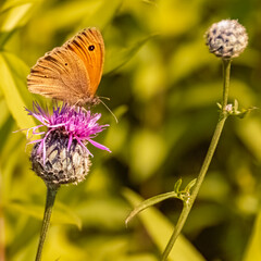 Macro of maniola jurtina, meadow brown butterfly near Bad Griesbach, Bavaria, Germany