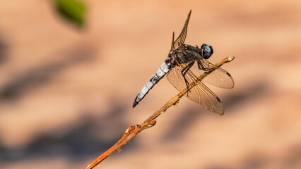 Macro of orthetrum cancellatum, black-tailed skimmer, near Bad Griesbach, Bavaria, Germany