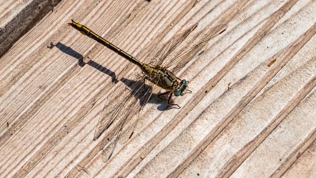 Macro of ophiogomphus cecilia, green snaketail, near Bad Griesbach, Bavaria, Germany