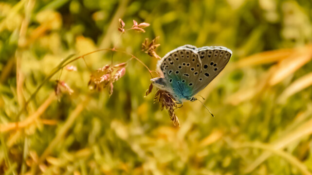 Macro of phengaris arion, large blue butterfly near Bad Griesbach, Bavaria, Germany