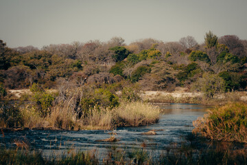 Panoramablick auf den Okavango River im Bereich unmittelbar oberhalb der Popa Falls - auf einem Baum auf einer Insel im Fluss sitzt ein Schreiseeadler (Haliaeetus vocifer), Caprivi, Namibia