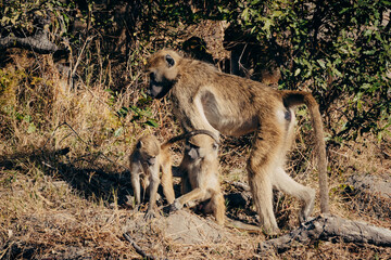 Spielende Paviankinder (Bärenpavian) mit Muttertier am Ufer des Kwando River (Caprivi, Namibia)