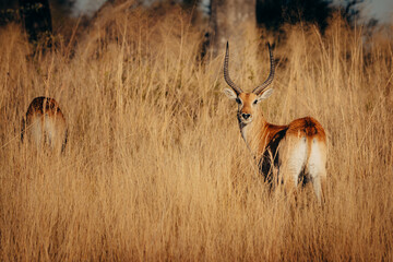 Portrait einer männlichen Letschwe Antilope (Kobus leche) am Ufer des Kwando River, Caprivi, Namibia