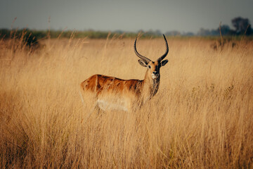 Portrait einer männlichen Letschwe Antilope (Kobus leche) am Ufer des Kwando River, Caprivi, Namibia