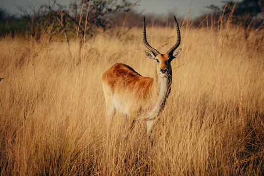 Portrait einer m&auml;nnlichen Letschwe Antilope (Kobus leche) am Ufer des Kwando River, Caprivi, Namibia