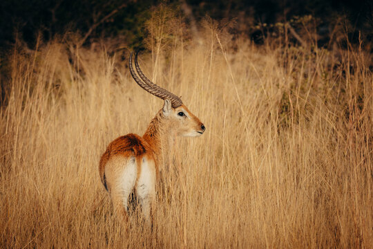 Portrait einer m&auml;nnlichen Letschwe Antilope (Kobus leche) am Ufer des Kwando River, Caprivi, Namibia